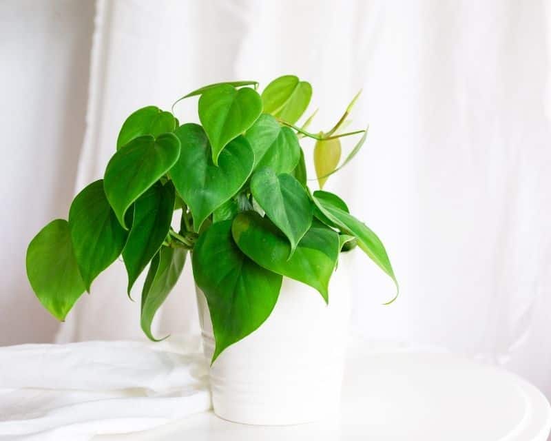 Why Is My Philodendron Turning Yellow? (Causes+How To Fix) » Simplify