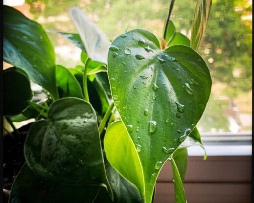 How Much Water Does A Philodendron Need? (Water Requirement+How Often