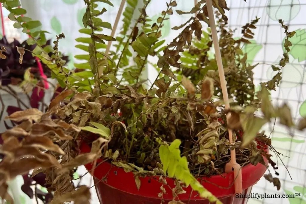 How To Revive Boston Fern? (Saving An Almost Dead Plant) » Simplify Plants