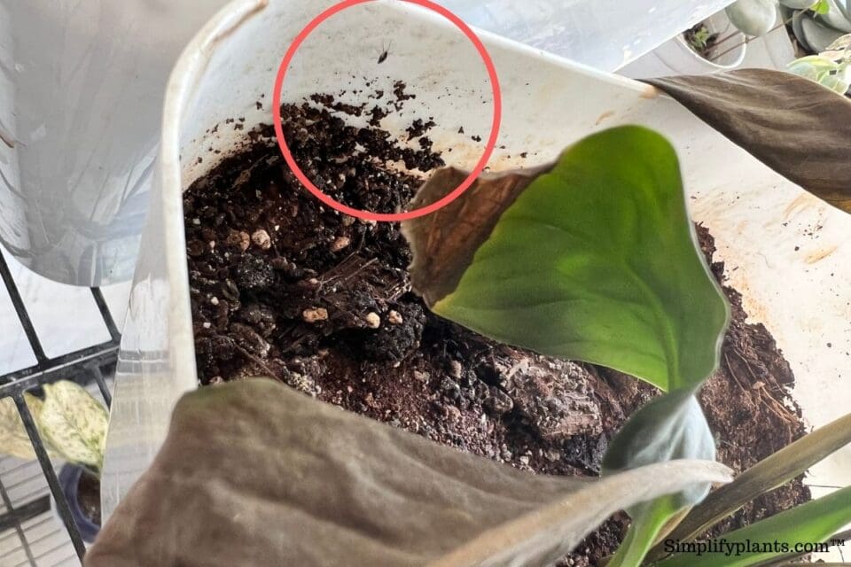 Why Is My Peace Lily Turning Yellow? (Causes+How To Fix) » Simplify Plants