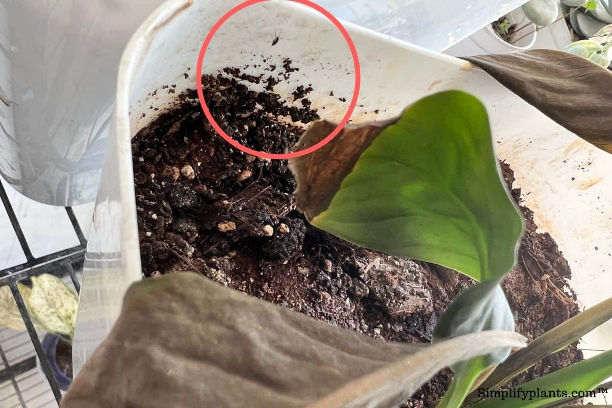 Why Is My Peace Lily Drooping? (Causes+How To Fix) » Simplify Plants