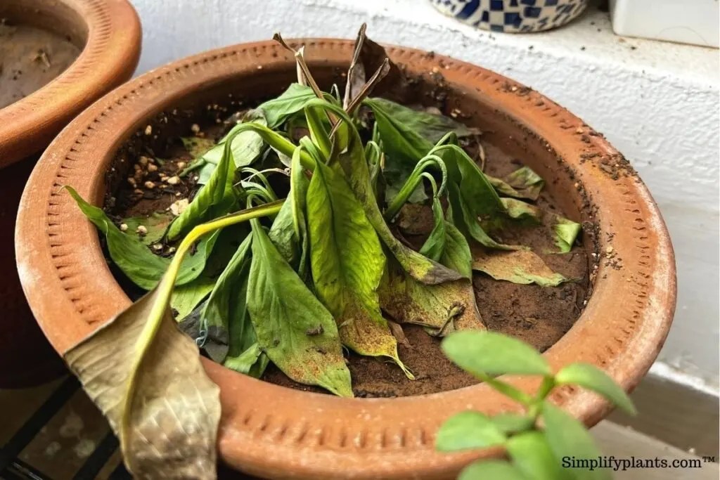 How To Know If Your Peace Lily Is Dying? (Signs+What To Do) » Simplify