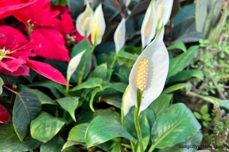 How Often Does A Peace Lily Bloom? (+Ideal Blooming Conditions & More