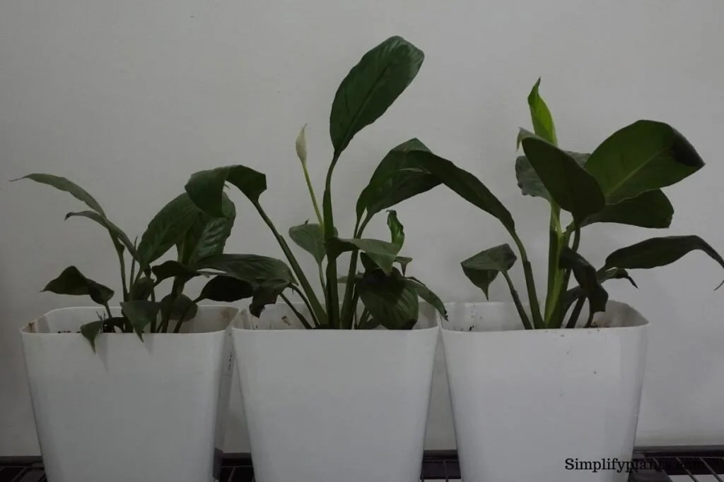 Why Is My Peace Lily Turning Yellow? (Causes+How To Fix) » Simplify Plants