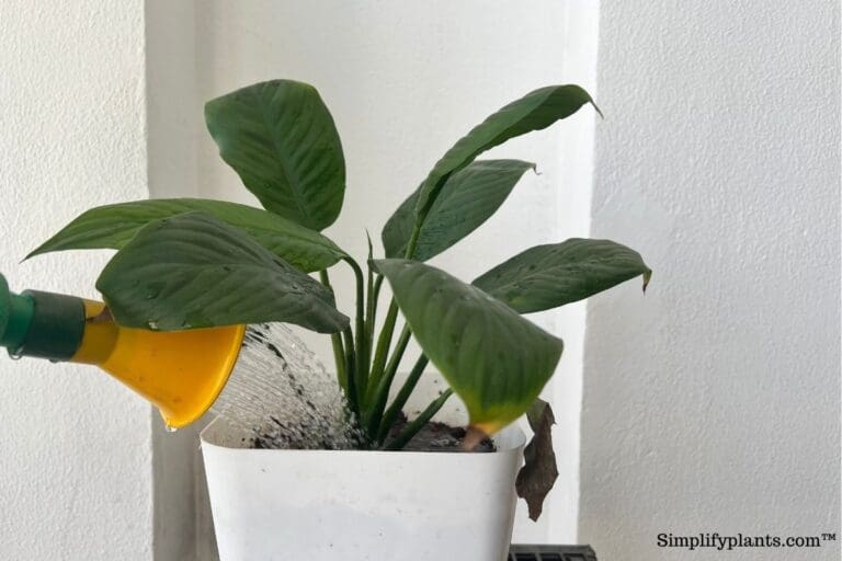 Can Peace Lily Grow Outside? (+How To Care For Them Outdoors