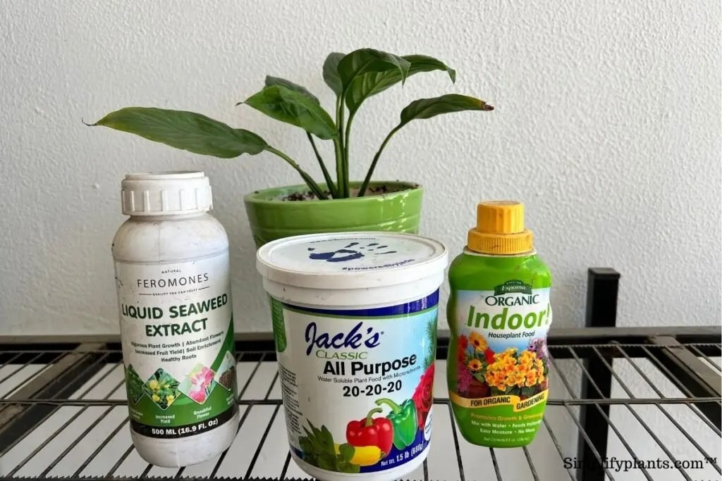 How Often Does A Peace Lily Bloom? (+Ideal Blooming Conditions & More) » Simplify Plants