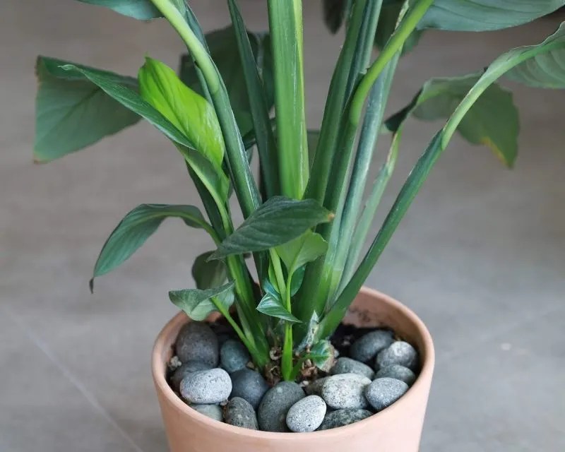 Do Indoor Plants Attract Ants? (+How Do You Get Rid Of Ants In House