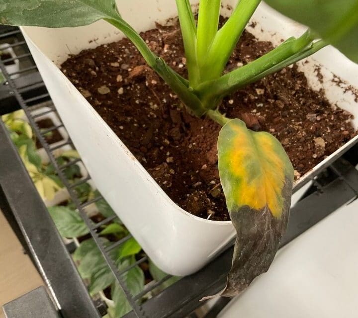 Why Does My Indoor Plant Soil Get Hard? (Causes+Risk+Fix) Simplify Plants