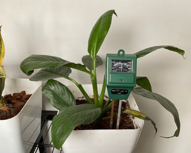 Do Peace Lilies Like Coffee Grounds? (+How To Use It Right) » Simplify