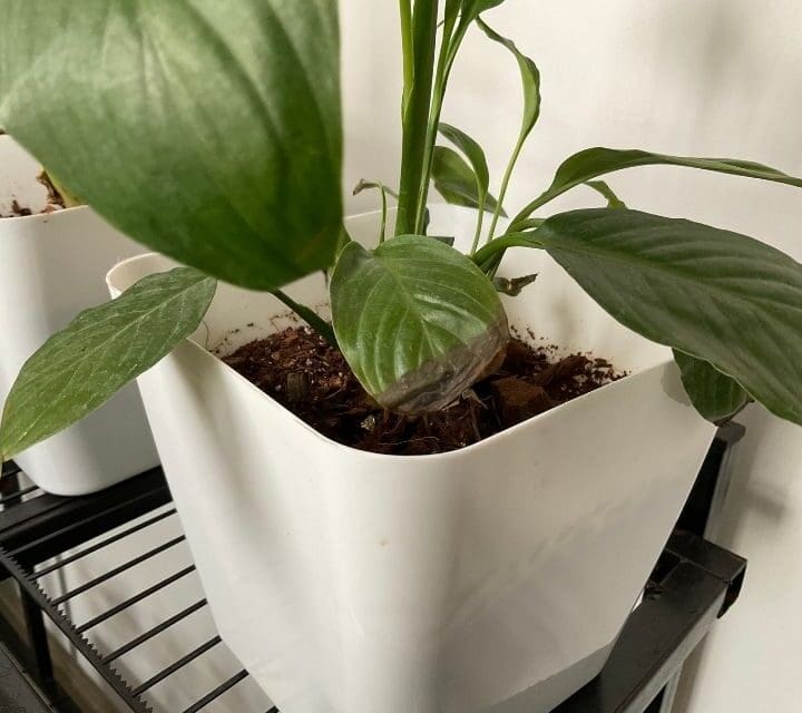 Why Is My Peace Lily Turning Black? (Causes+Solution) Simplify Plants