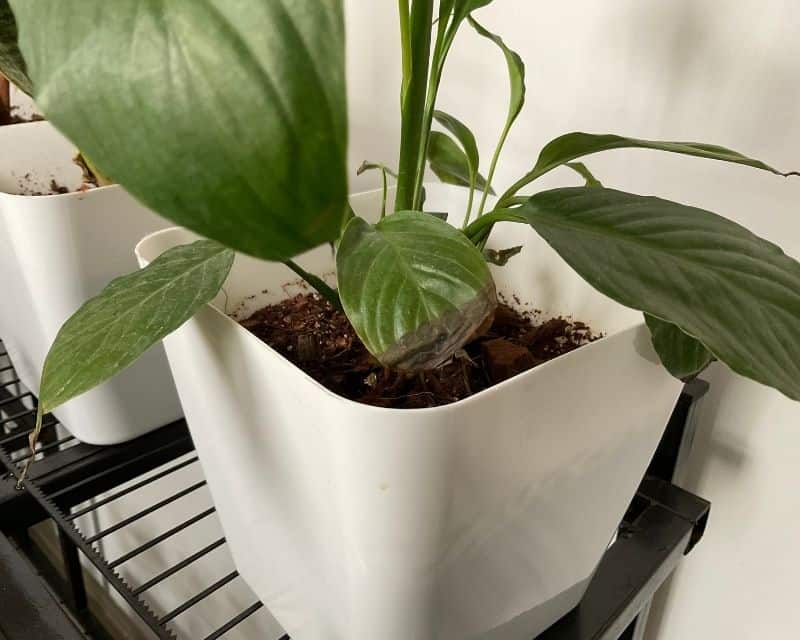 What Kind Of Soil To Use For Peace Lily? (Peace Lily Soil Mix