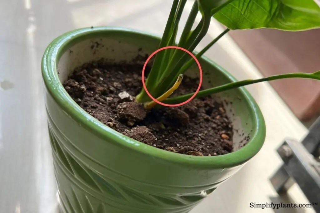 How Do You Save A Dying Peace Lily? (Identifying Problems+Solutions