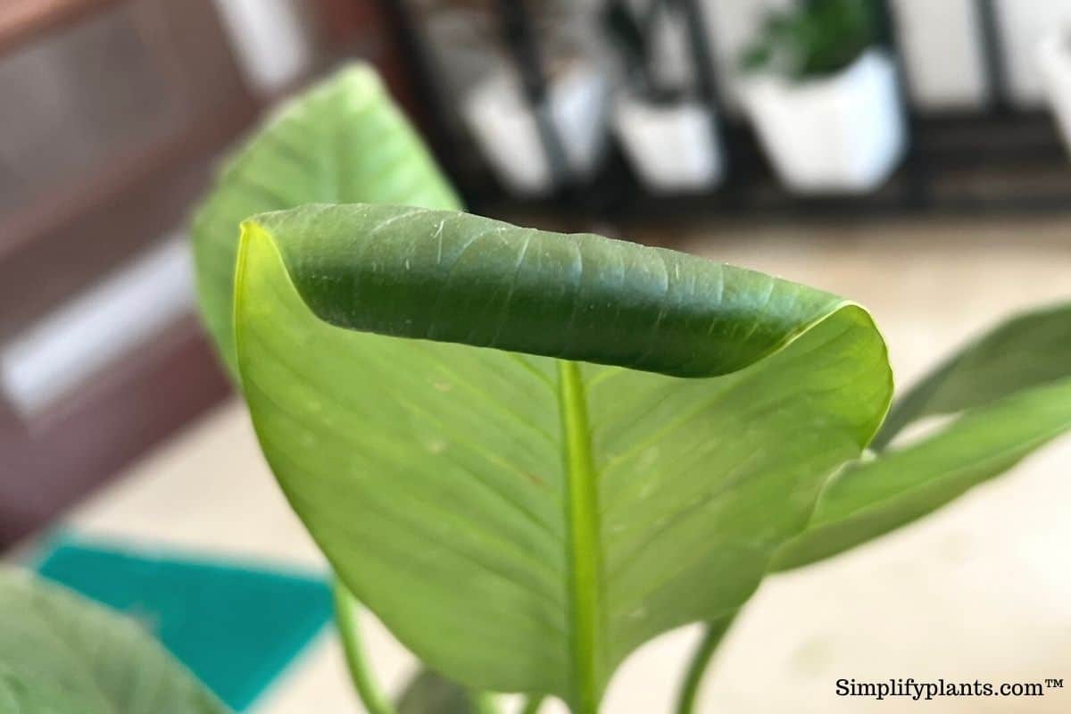 11 Care Tips For Peace Lily (Keeping Peace Lily Happy) Simplify Plants