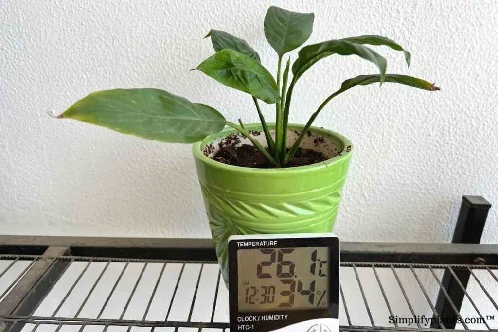 Why Is My Peace Lily Turning Black? (Causes+Solution) » Simplify Plants