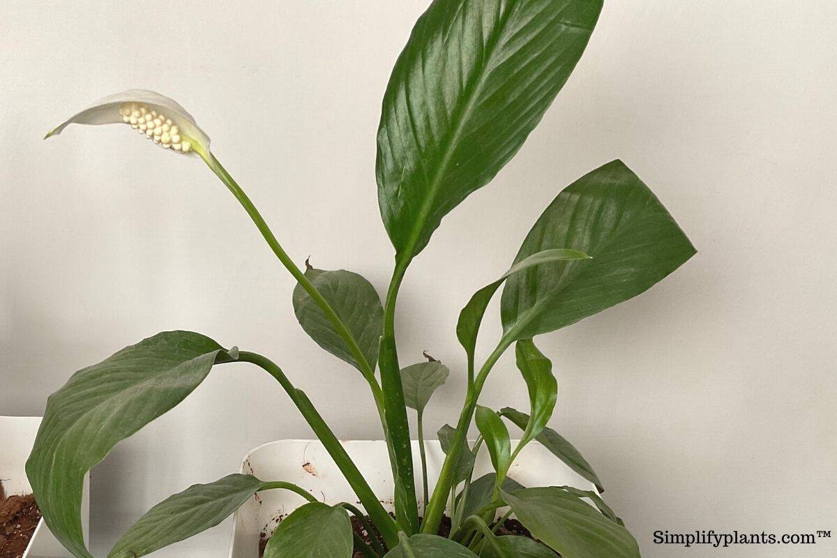 Will Peace Lily Bloom Again? (+How To Get Peace Lily To Flower Again