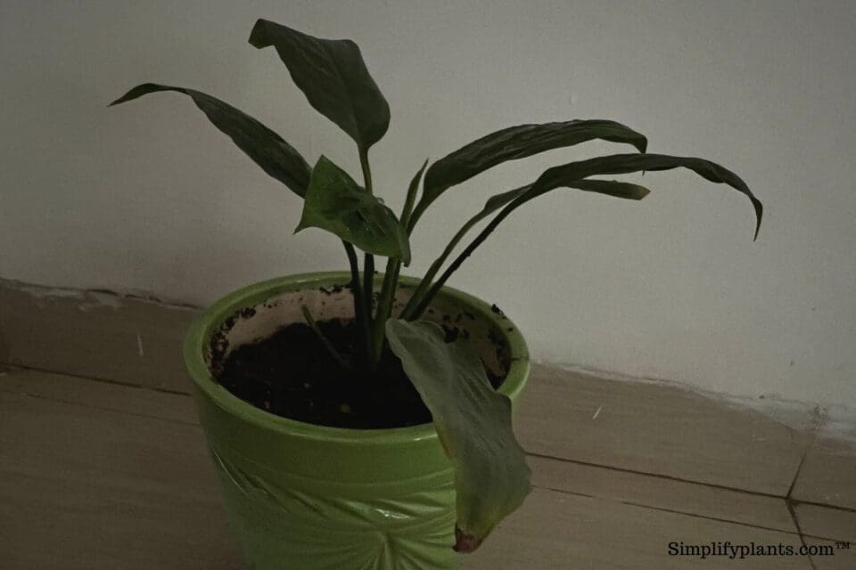 Why Is My Peace Lily Turning Black? (Causes+Solution) » Simplify Plants