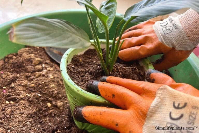 Why Is My Peace Lily Drooping? (Causes+How To Fix) » Simplify Plants