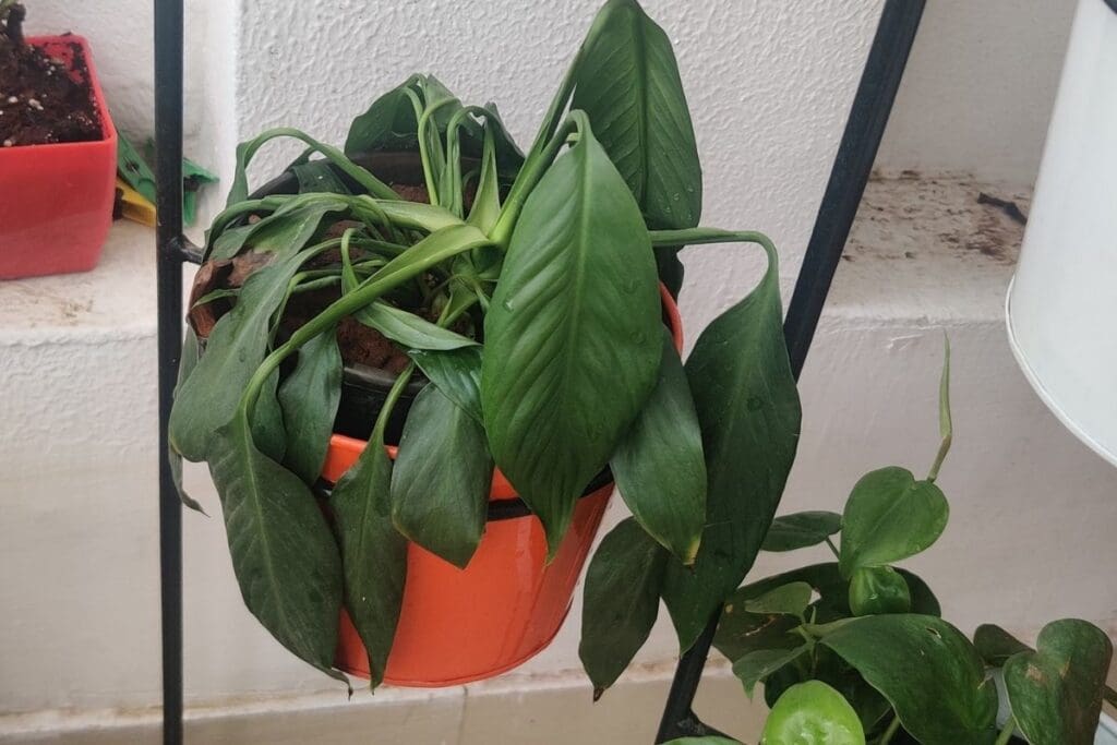 Why Are My Indoor Plants Drooping? (Possible Problems+Solution
