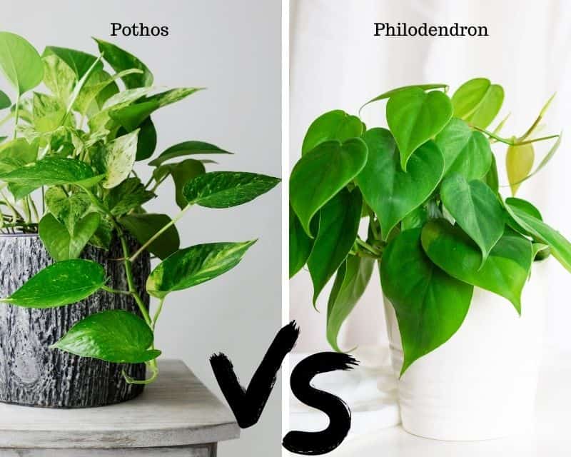 Are Philodendron And Pothos The Same? (+Easy Distinction) » Simplify Plants