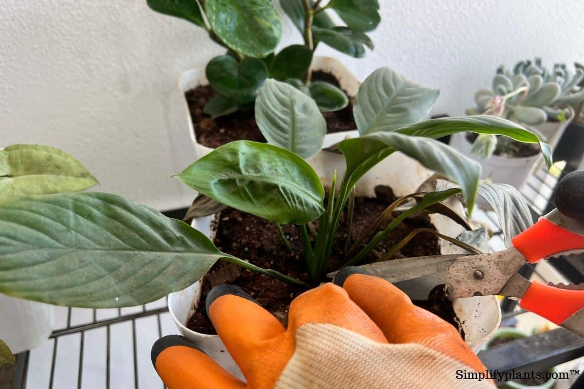 How To Prune A Peace Lily? (When+StepsByStep Guide) » Simplify Plants