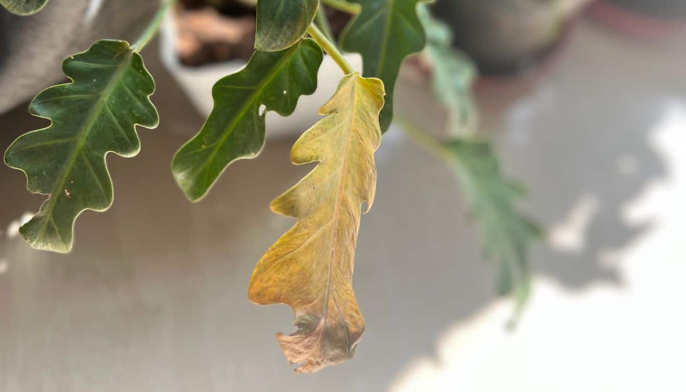 Philodendron Leaves Turning Yellow? 7 Causes & Fix » Simplify Plants