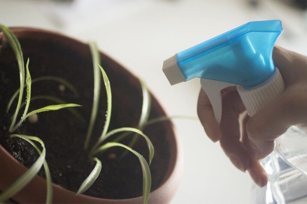 Does Fly Spray Harm Indoor Plants? (+Other Organic Alternatives