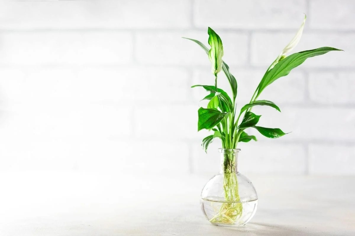 Will Peace Lily Grow In Water? (How To Care+Pros & Cons) » Simplify Plants