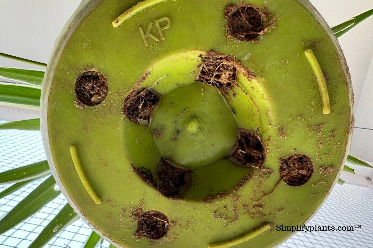 How to Dry Out Soil in Potted Plant