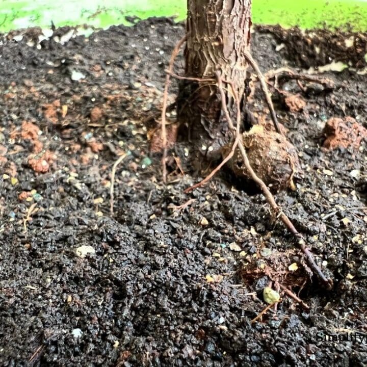 Why Is My Indoor Plant Soil Not Drying? (+8 Effective Ways To Dry The