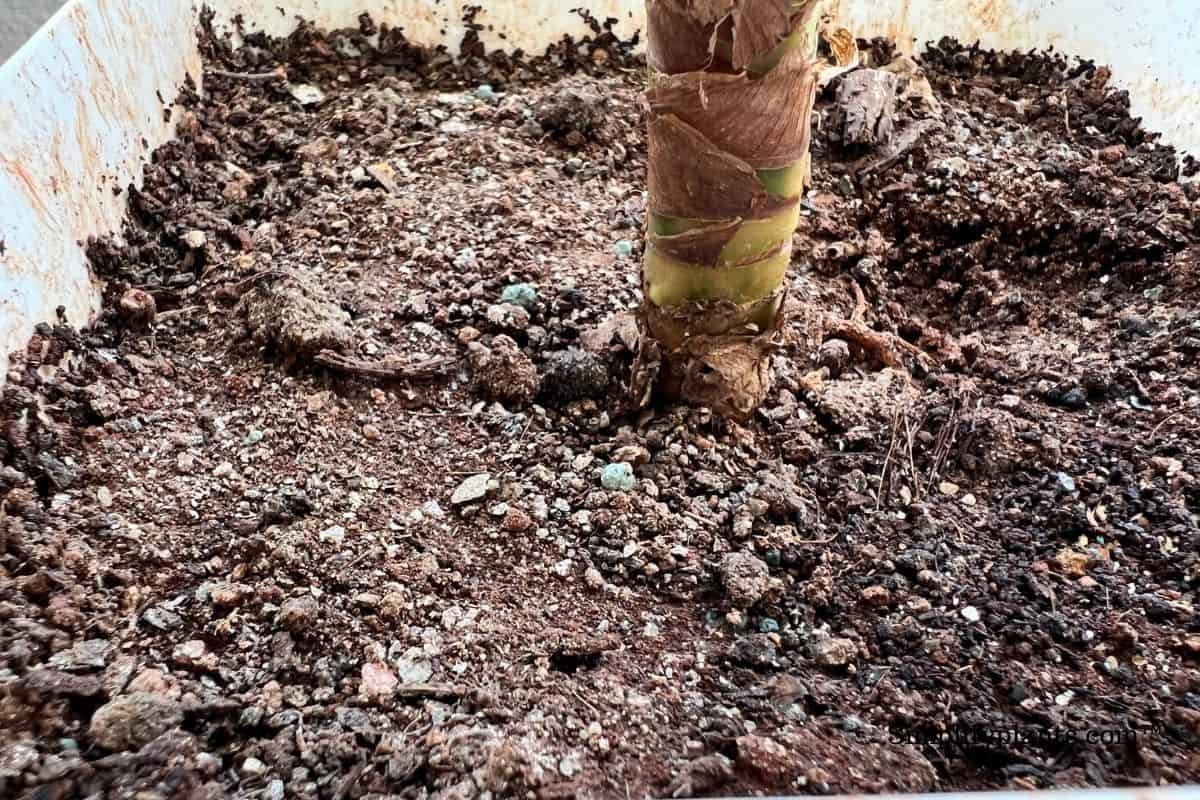 Why Is My Indoor Plant Soil Not Drying? (+8 Effective Ways To Dry The