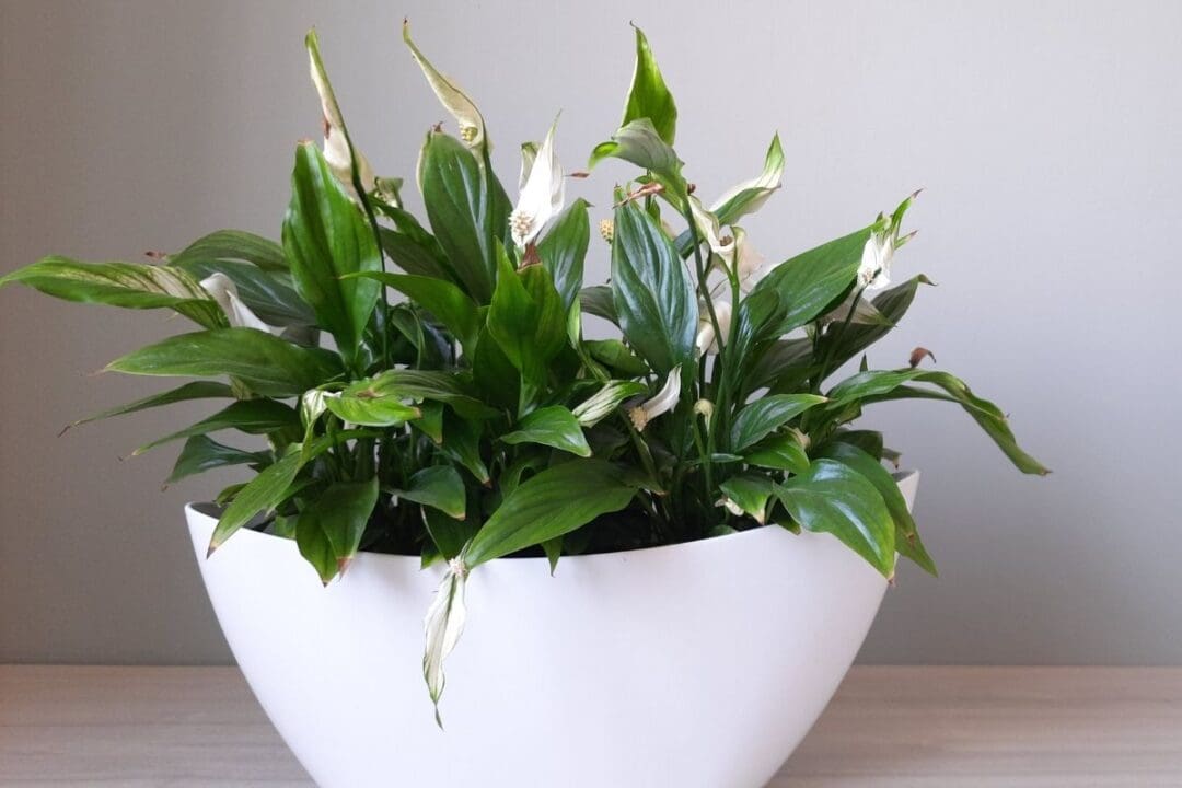 20 Hard To Kill Indoor Plants For Beginners » Simplify Plants