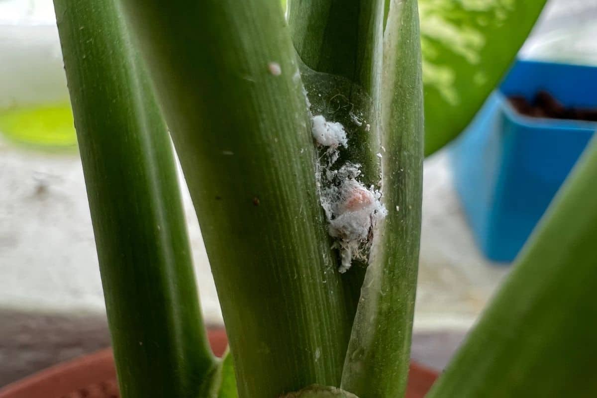 Why Is My Indoor Plant Dying? (Causes+Solution) » Simplify Plants