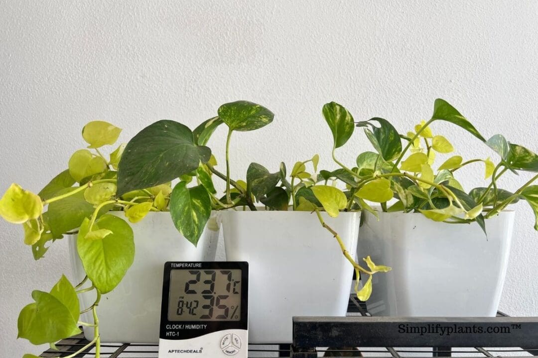 Why Is My Indoor Plant Dripping Water? (Guttation Or Dew) » Simplify Plants