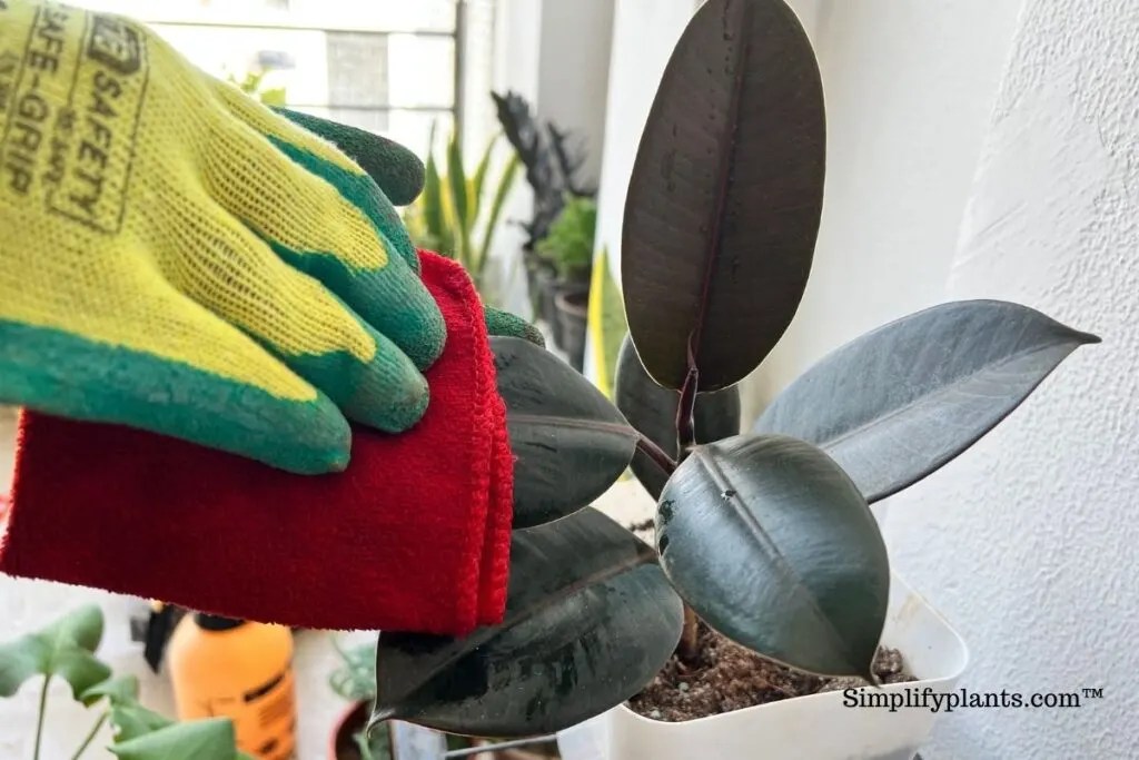 Will Vinegar Hurt Indoor Plants? (Bad Effects+When To Use) » Simplify Plants