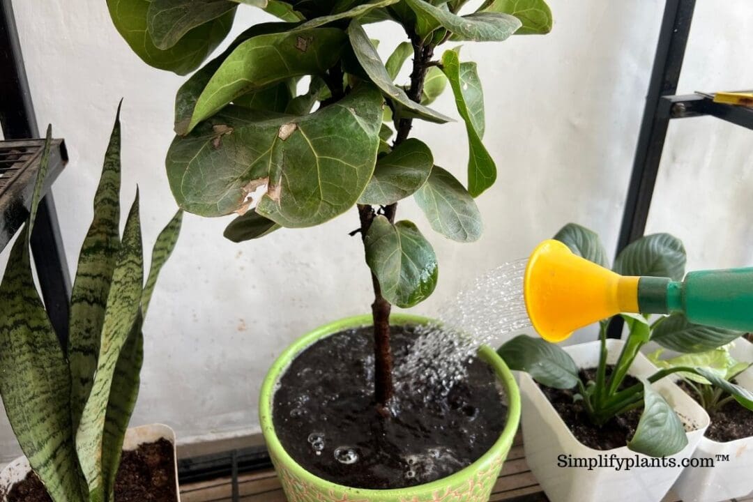 Why Is My Indoor Plant Soil Not Drying? (+8 Effective Ways To Dry The