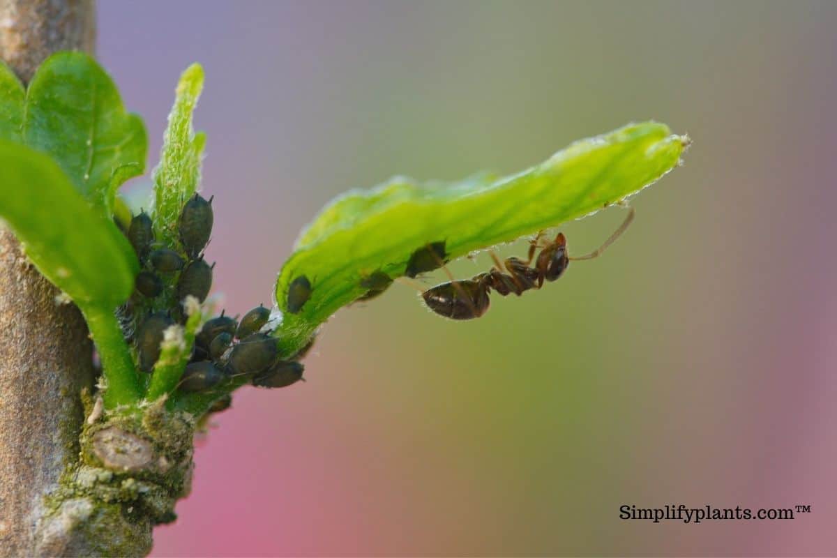 Do Indoor Plants Attract Ants? (+How Do You Get Rid Of Ants In House