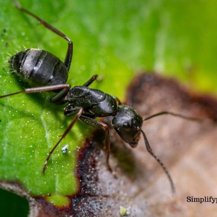 Do Indoor Plants Attract Ants? (+How Do You Get Rid Of Ants In House