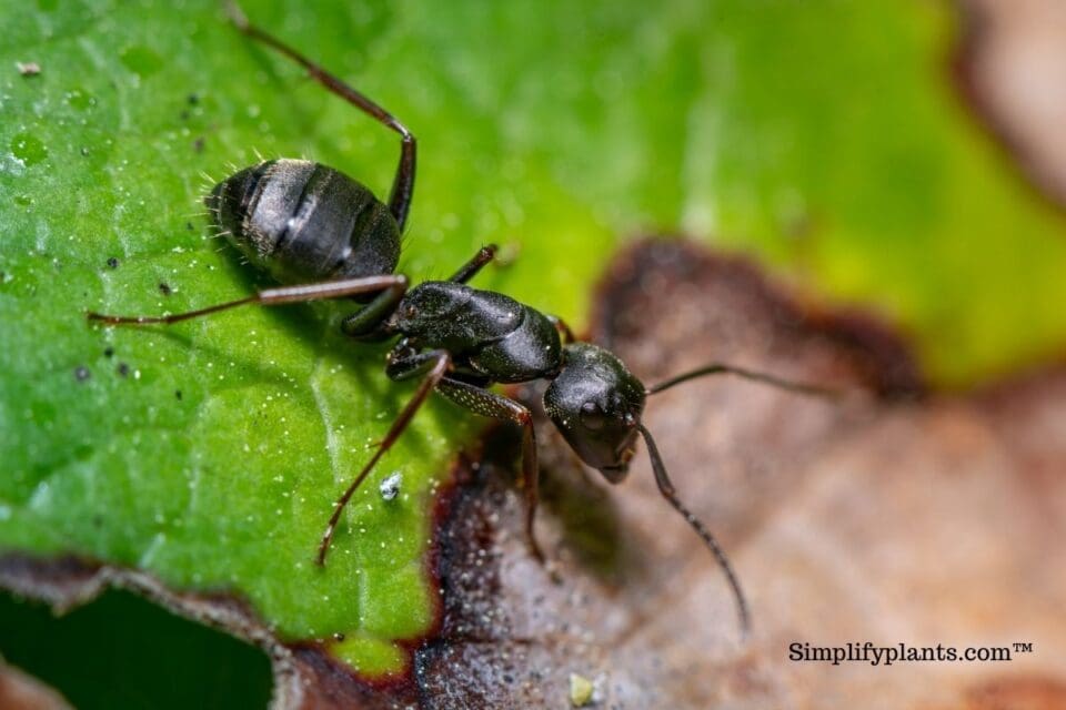 Can Plants Attract Ants at Robert Garzon blog