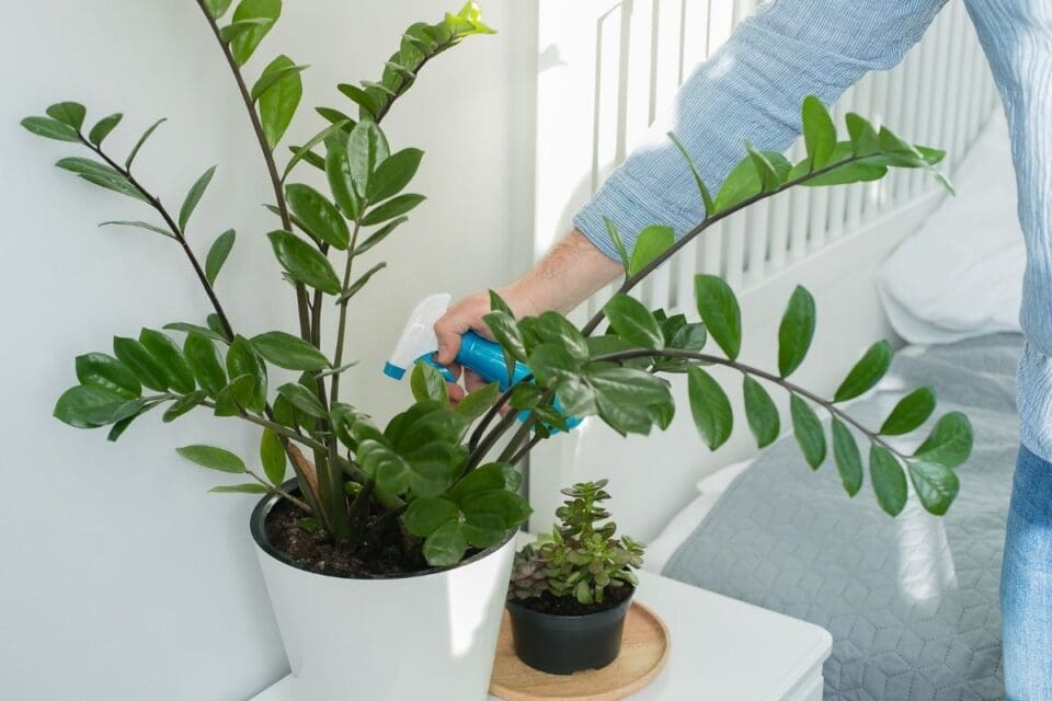 Does Fly Spray Harm Indoor Plants? (+Other Organic Alternatives