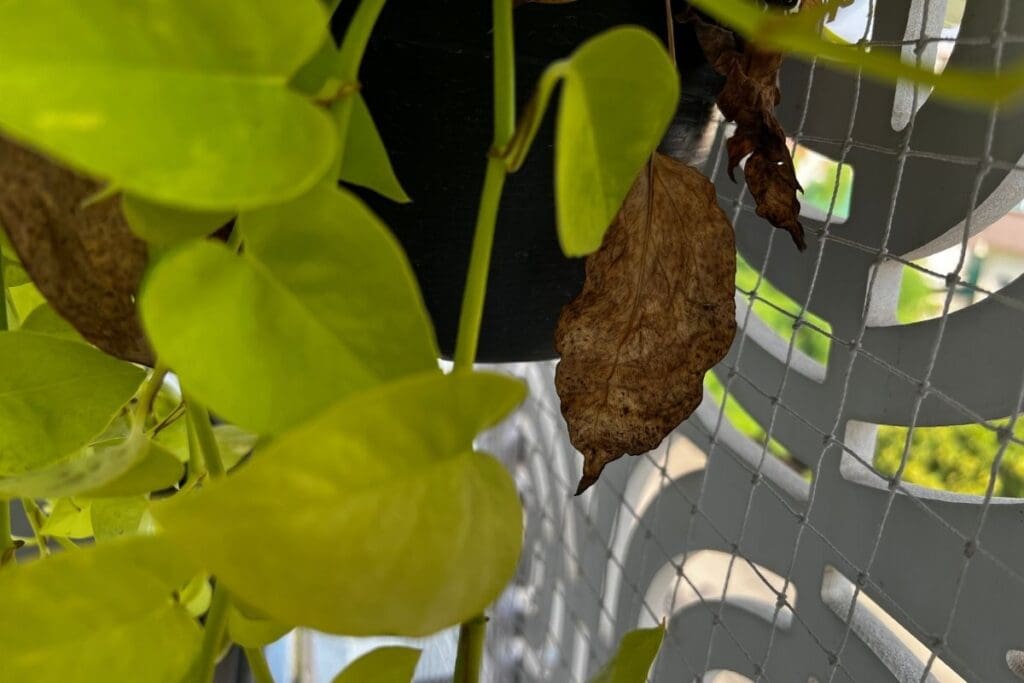 Why Are My Indoor Plants Leaves Turning Brown? (Possible Problems