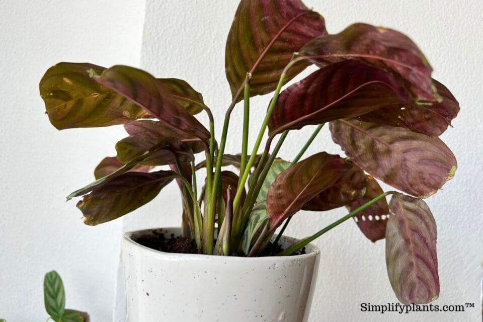 Why Is My Calathea Drooping? (Causes+How To Fix) » Simplify Plants