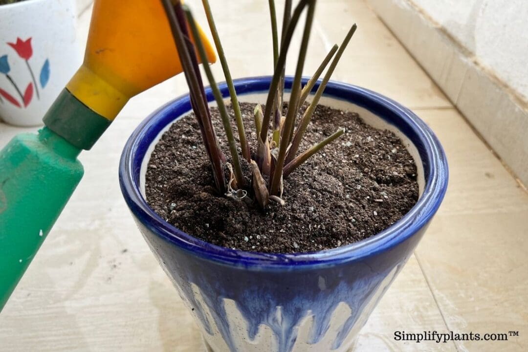 What Kind Of Soil Is Best For Calathea? (Best Soil Mix For Calathea