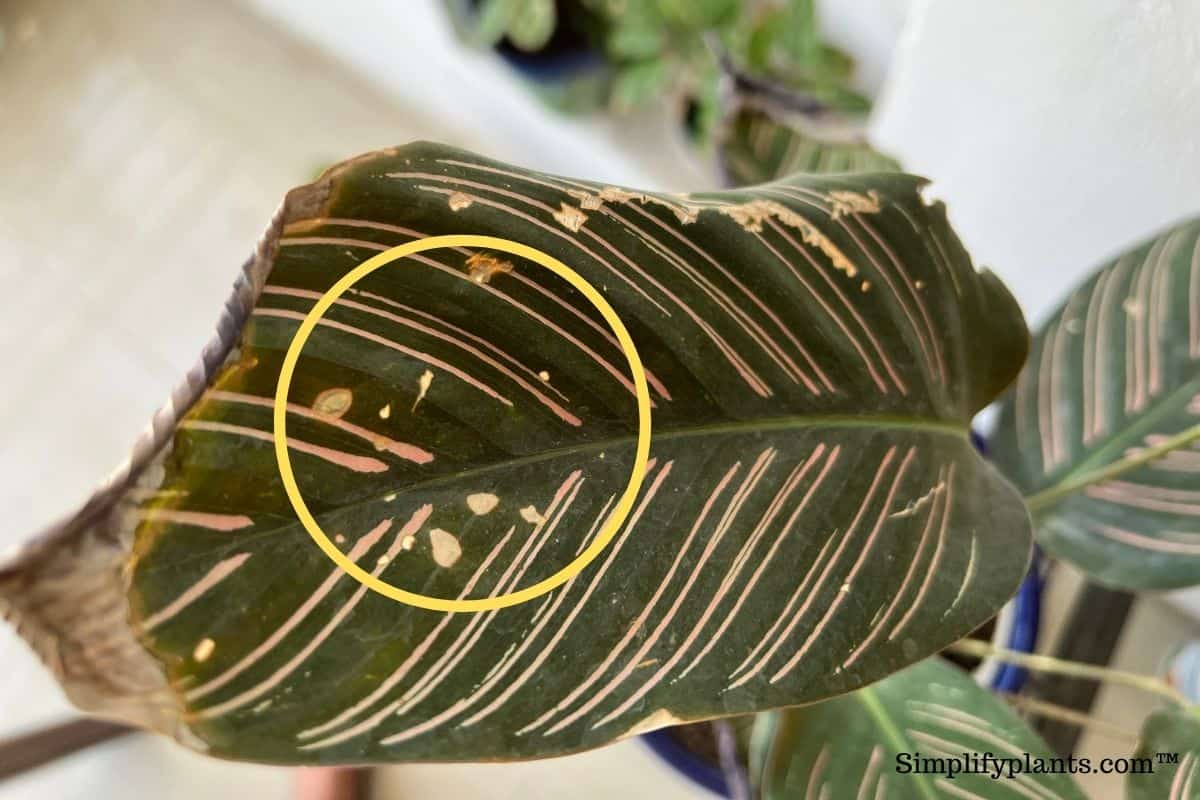 Why Is My Calathea Turning Brown? (Causes+How To Fix) » Simplify Plants