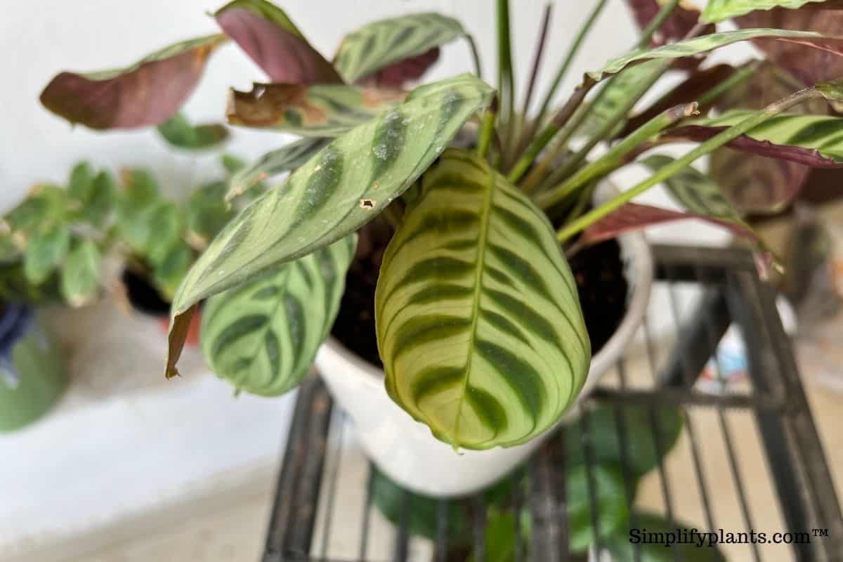Is Calathea Plant Toxic (Cats, Dogs & Other Animals) » Simplify Plants