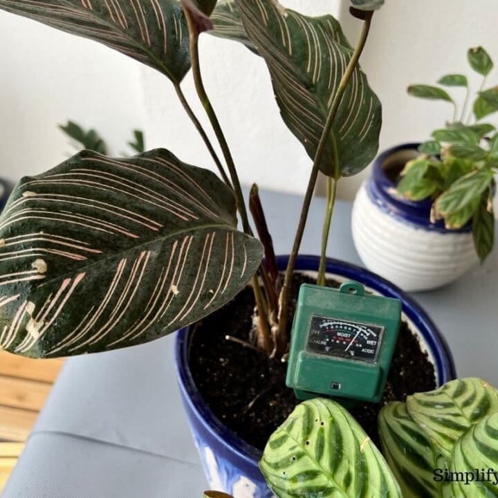 How To Fix Overwatered Calathea? (Possible Cause, Signs & How To Fix