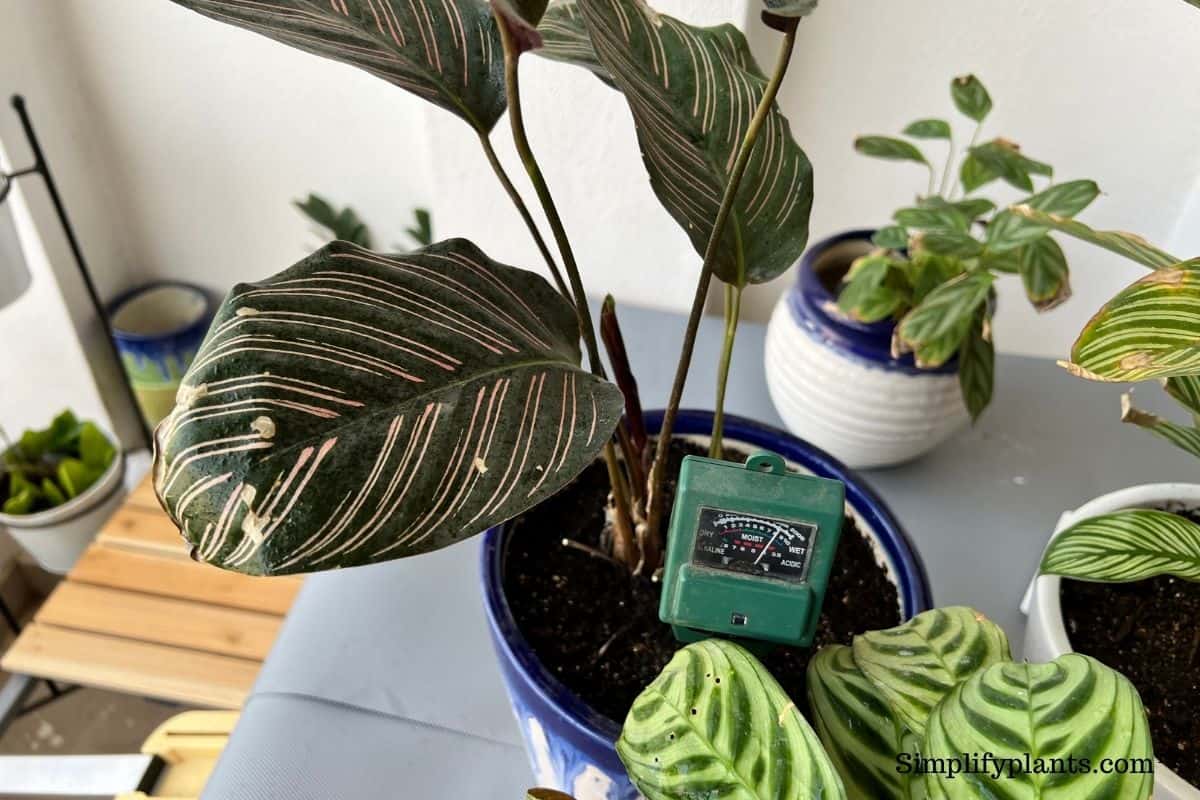 How To Fix Overwatered Calathea? (Possible Cause, Signs & How To Fix