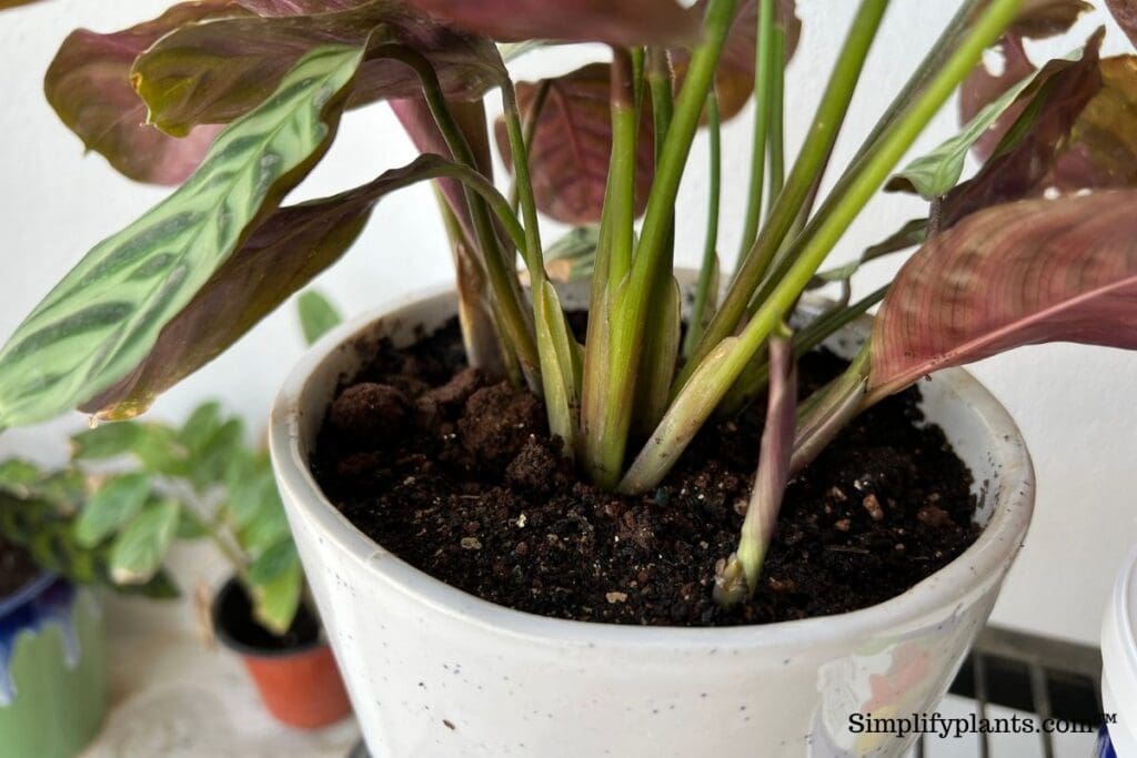How Fast Do Calathea Grow? (Calathea Growth Rate) » Simplify Plants