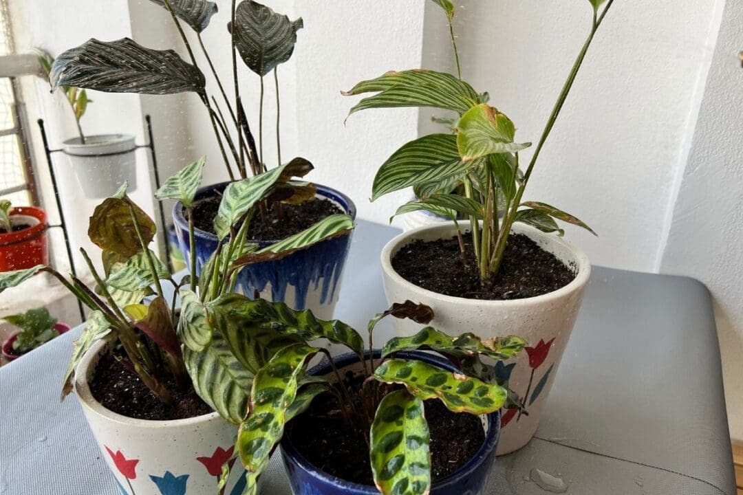 How To Care For Calathea Plant? Care Guide) » Simplify Plants