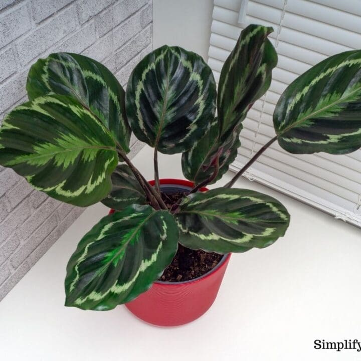 Do Calathes Go Dormant In Winter? (+How To Care) Simplify Plants