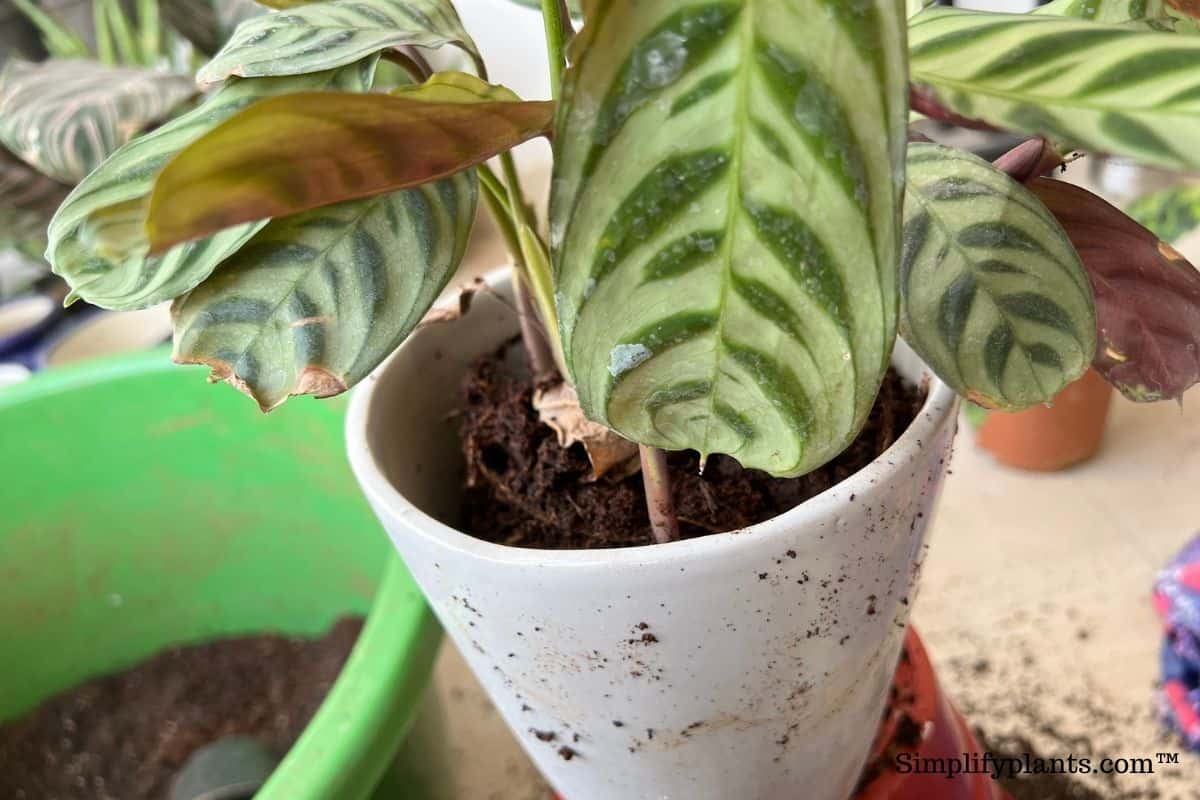 What Kind Of Soil Is Best For Calathea? (Best Soil Mix For Calathea